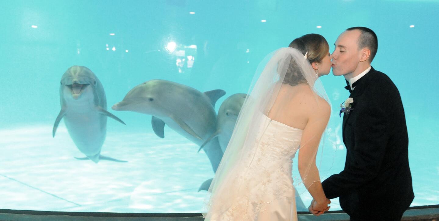 Caroline Trowbridge and Devon Minarik, both of Hunt Valley, kiss during as they are photographed at the National Aquarium, Baltimore, in front of the dolphin exhibit. They were married earlier and are having a round of wedding photos taken.