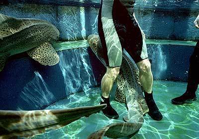 Pete Thomas is up to his waist in zebra sharks at the Aquarium of the Pacific, where its feeding time.