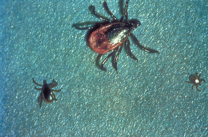 These black-legged ticks, Ixodes scapularis, also referred to as I. dammini, are known to transmit Lyme disease.