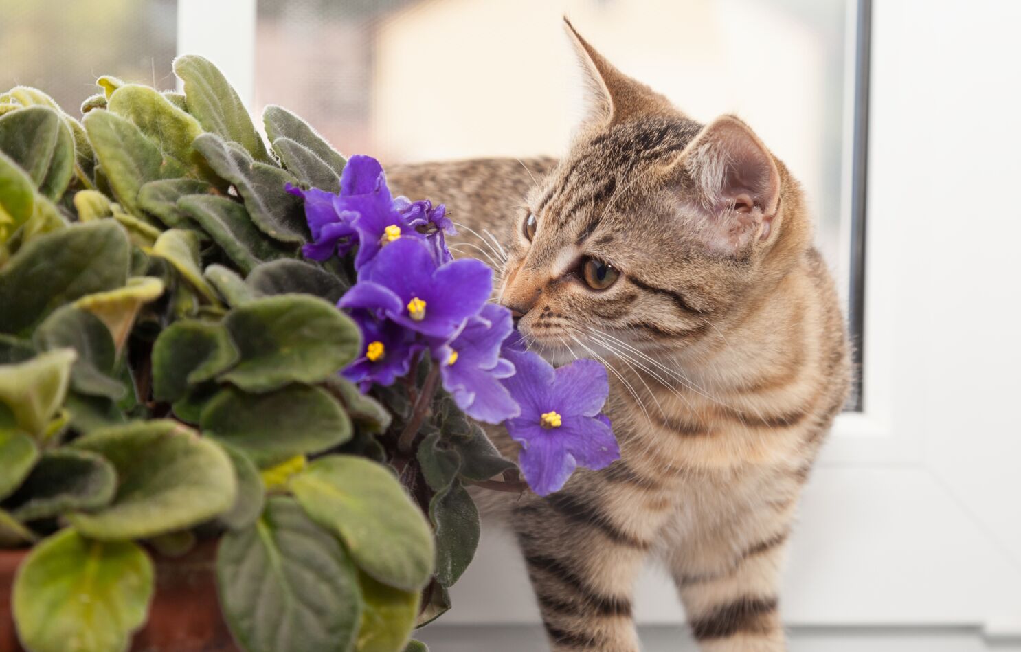 are african violets poison to cats and dogs