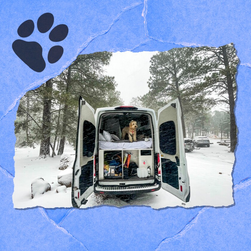A van with both doors open sits in a snowy campground amid evergreens. Inside is a dog atop a bed.