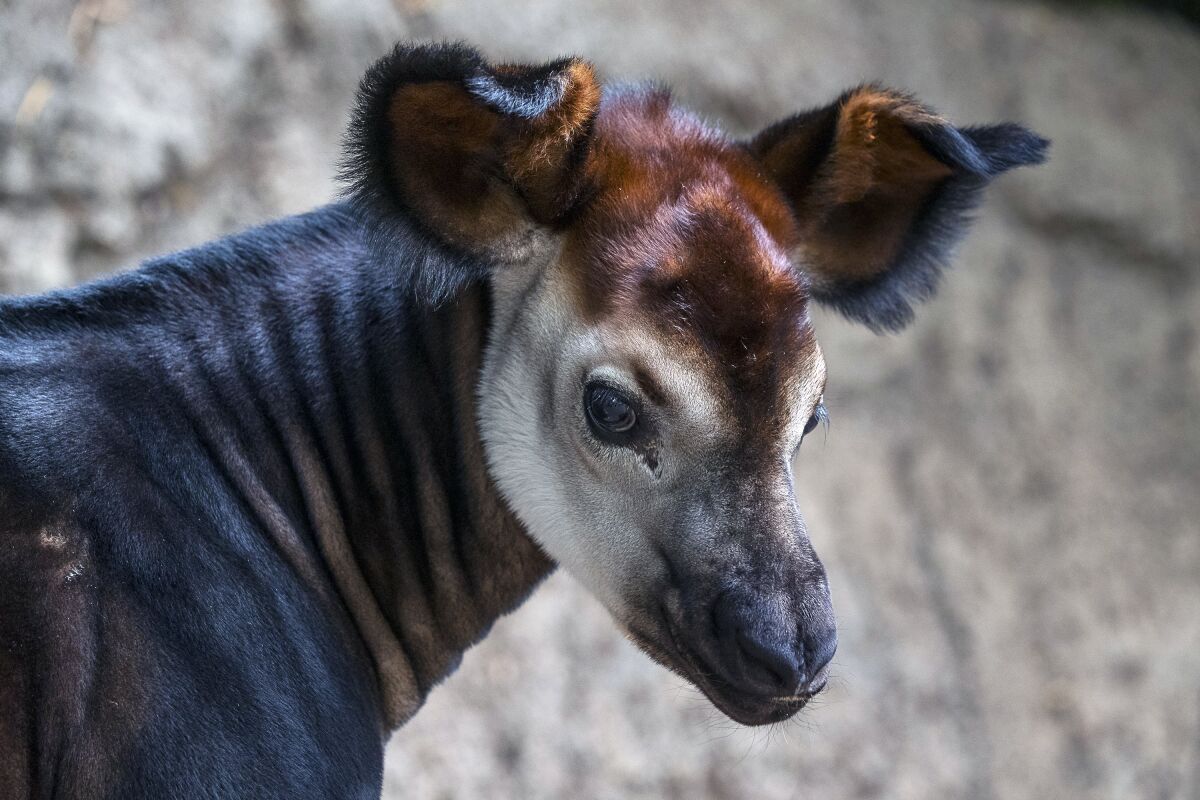 A baby okapi, born at the San Diego Zoo this past winter, is among the new attractions at the zoological theme park.