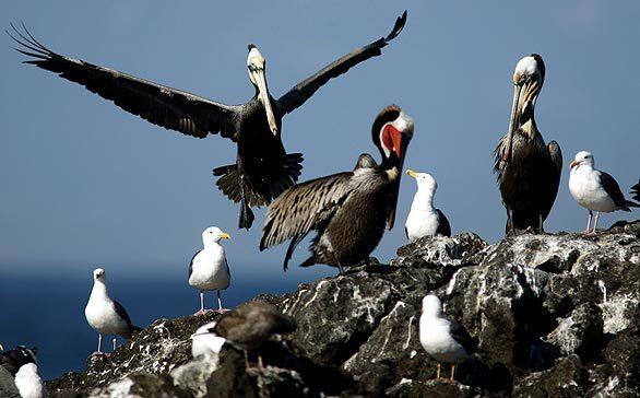 A pelican lands at a nesting site on West Anacapa Island. Forty years ago, the birds were devastated by DDT and in 1970 declared an endangered species. Their numbers have soared since the pesticide was banned in 1972 and the U.S. Department of the Interior wants to remove them from the list of endangered species.