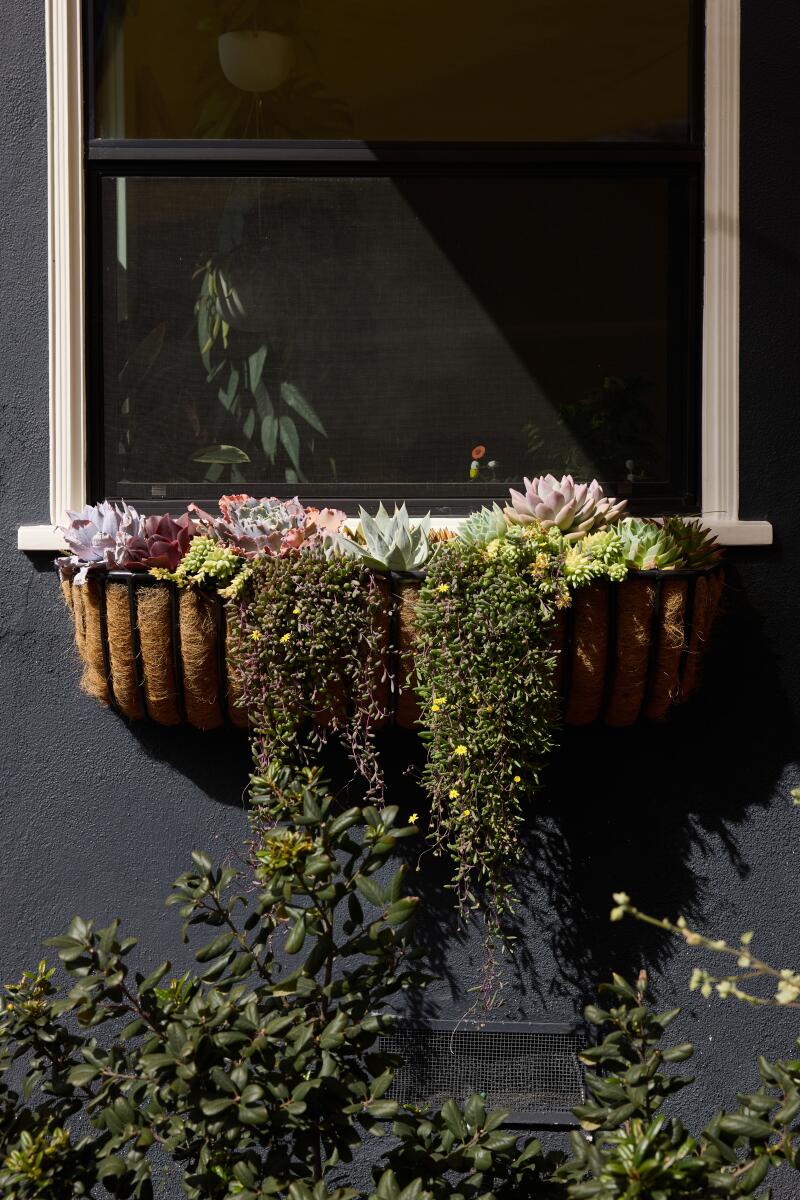 A planter under a window spills over with succulents