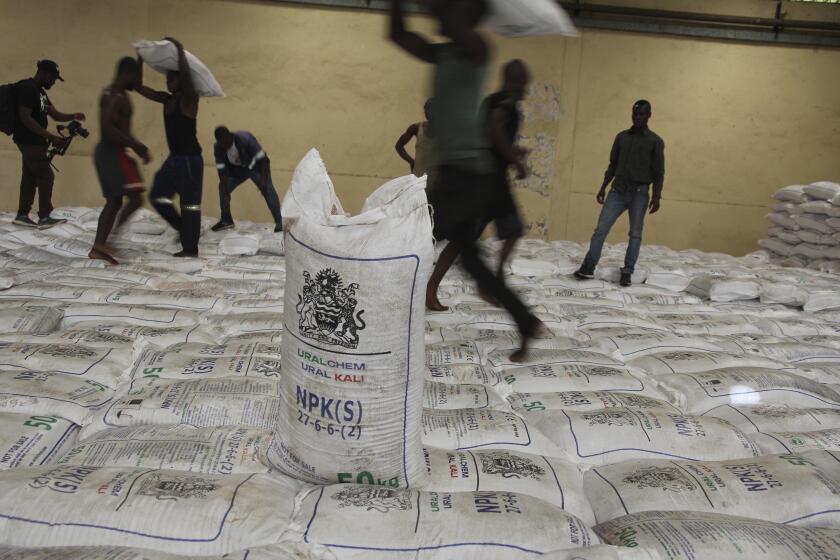 People collect bags of fertilizer in Lilongwe, Malawi, Monday March 6, 2023. The Russian government has donated 20,000 tons of fertilizer to Malawi as part of its efforts to garner diplomatic support from various African nations. (AP Photo/Gregory Gondwe)