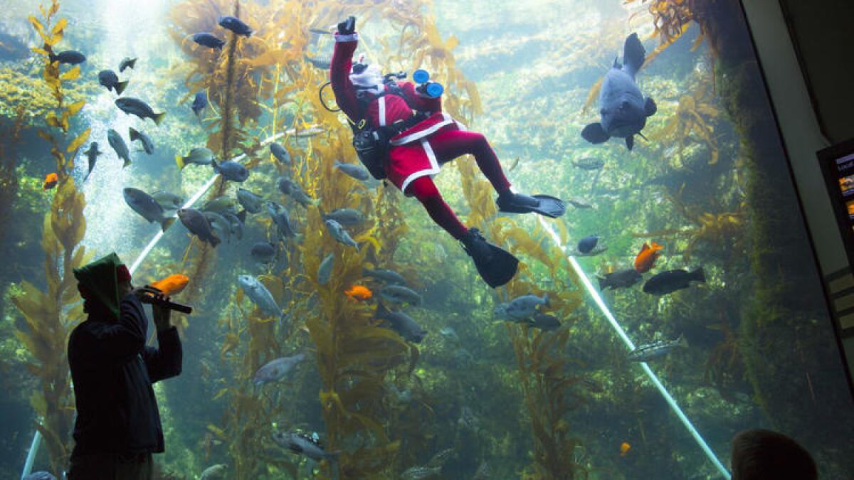 Celebrate the Holiday SEAson: Guests visiting Birch Aquarium at Scripps Institution of Oceanography in La Jolla are treated to special appearances by Scuba Santa for the aquarium’s annual celebration, Seas ‘n’ Greetings, which runs through Dec. 31.