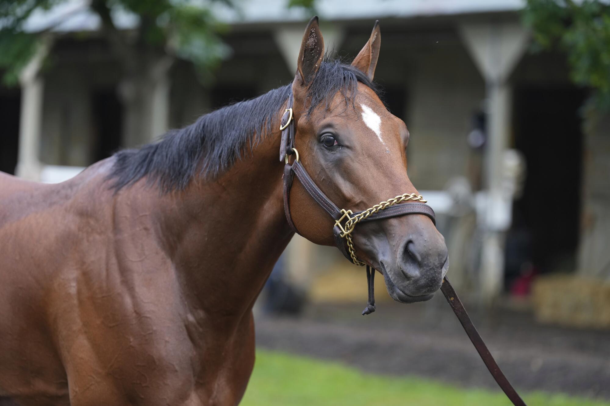 Belmont Stakes entrant Journalism is guided around the barns at Saratoga Race Course on Friday.
