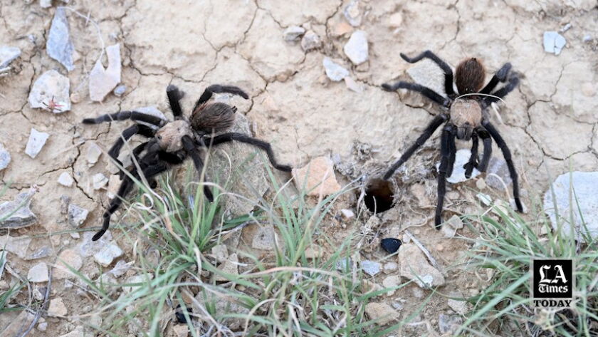 Tarantula Rodeo In an eye-popping spectacle each fall, thousands of male tarantulas hit ...