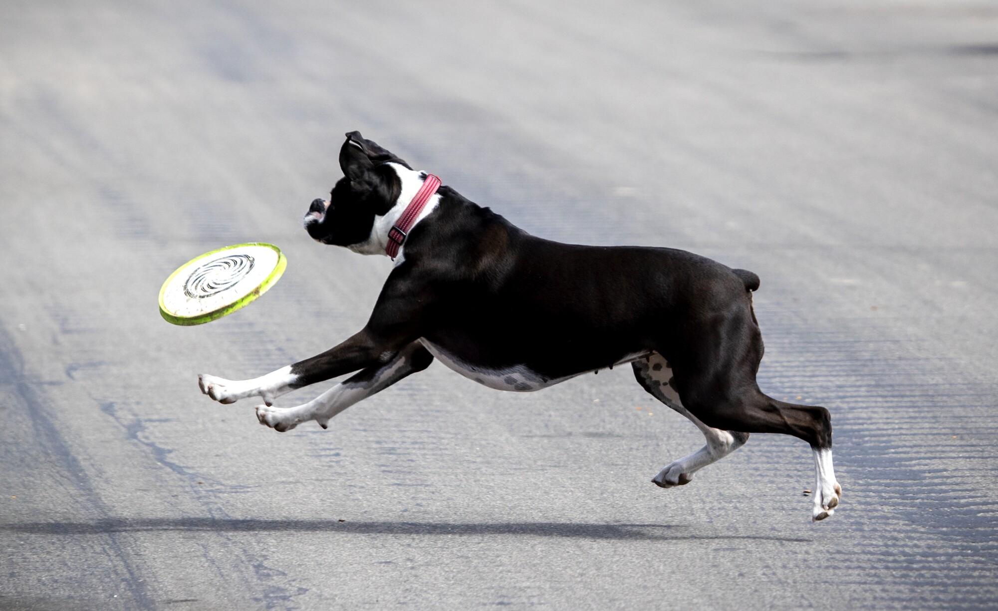 Mark and Tami Burnett throw a Frisbee at their dog, Emi