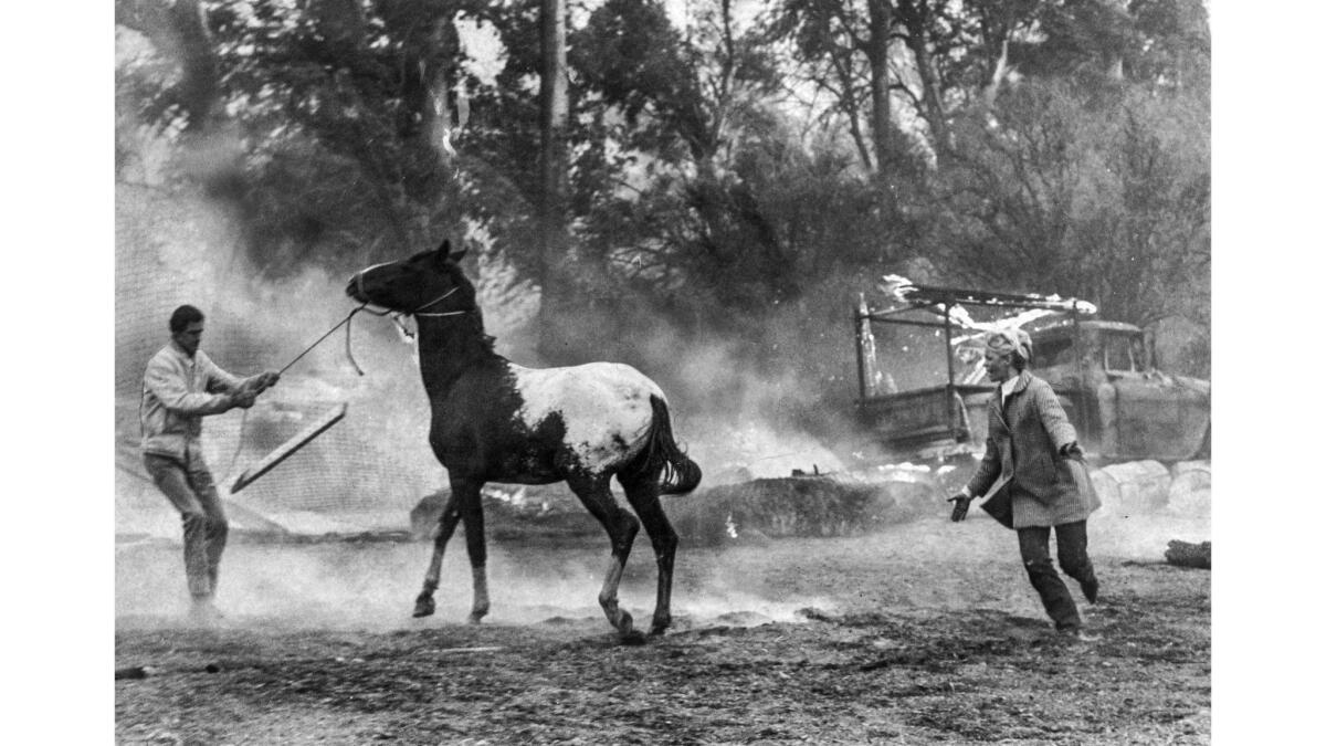 Oct. 29, 1967: Kathy Thompson, right, helps unidentified man evacuate frightened horse from a boarding stable on Serrano Ave., Villa Park. Truck on right is aflame.