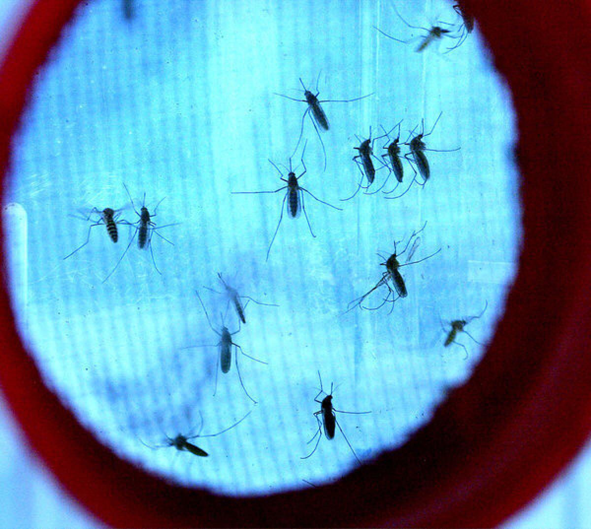 A new study says that 100 cases of West Nile virus infection -- and a dozen deaths -- could have been prevented last year if public health officials in Dallas had kept track of the proportion of infected mosquitoes caught in traps.
