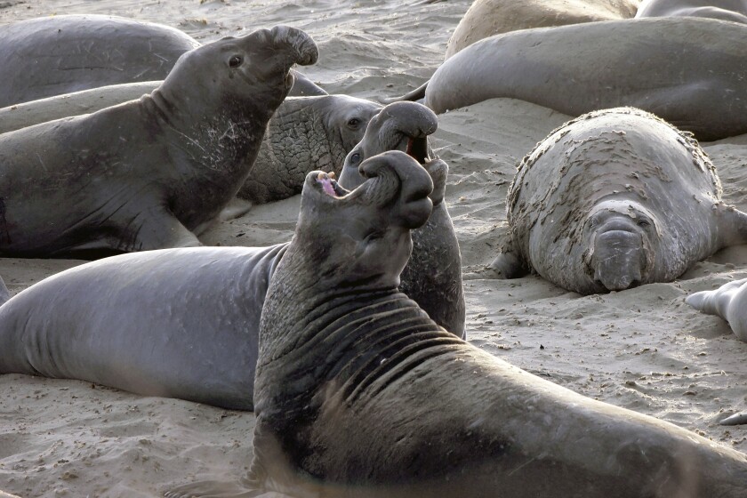 Man charged with shooting and killing elephant seal on California beach