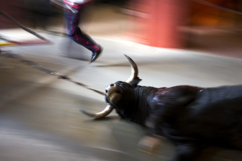 FILE - An El Tajo ranch fighting bull is pulled out of the ring after being killed by a bullfighter during a bullfight at the Las Ventas bullring in Madrid, on Sept. 29, 2016. A new animal welfare law that took effect Friday Sept. 29, 2023 in Spain outlaws the use of animals for recreational activities that cause them pain and suffering but allows bullfights and hunting with dogs. (AP Photo/Francisco Seco, File)