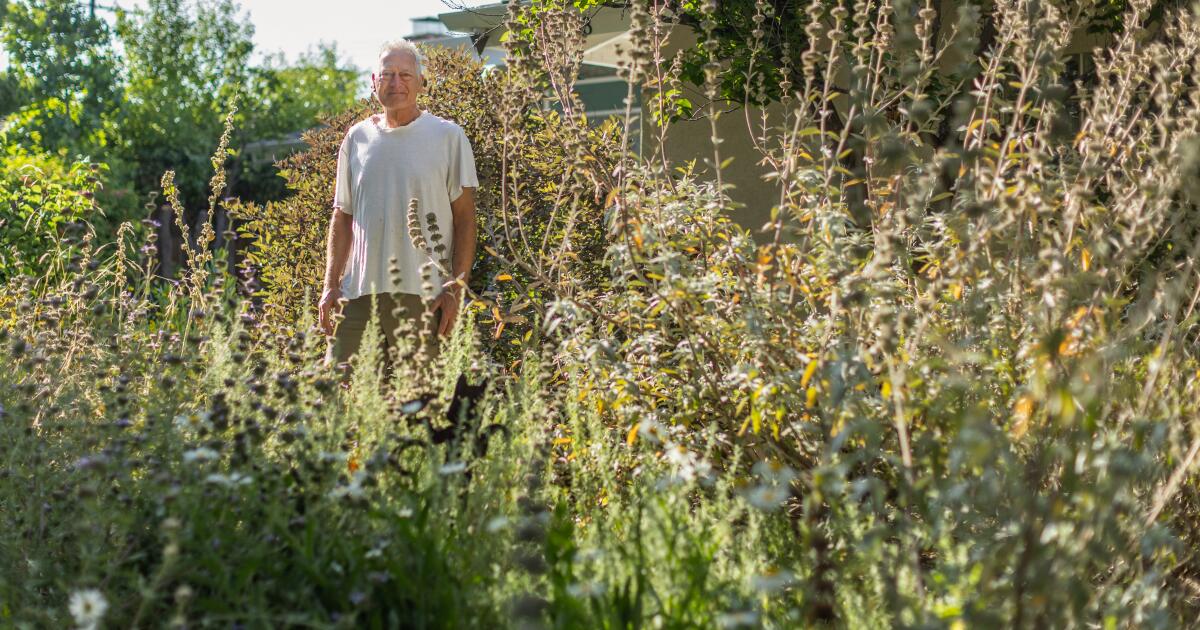 In a hot L.A. neighborhood full of brown lawns, his DIY native plant garden thrives