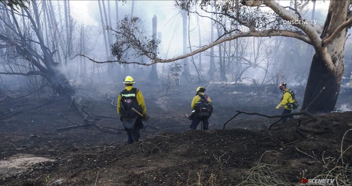 Three firefighters stand among charred trees as smoke hangs in the air.