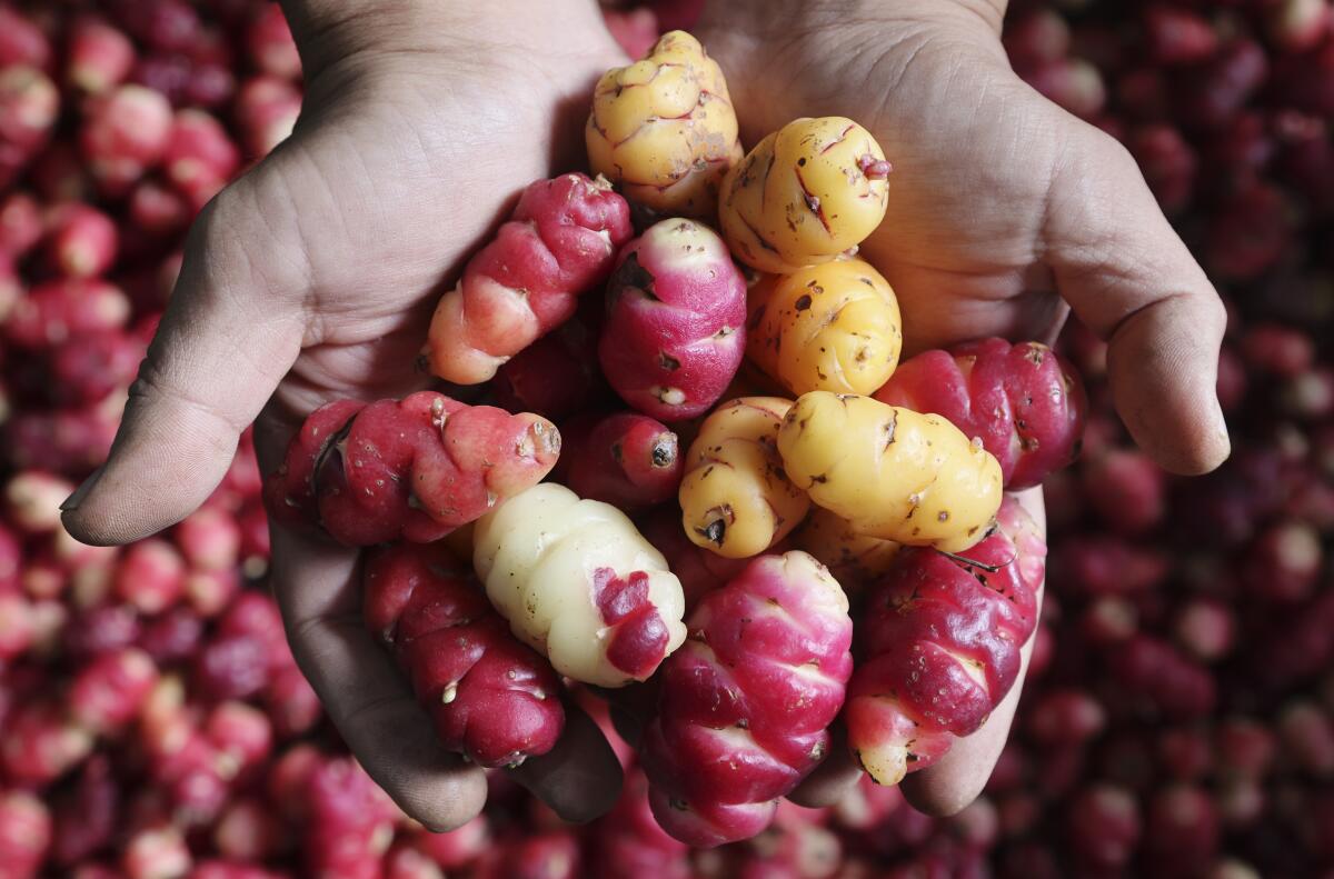 A small Peruvian tuber called oca in various shades of yellow and red