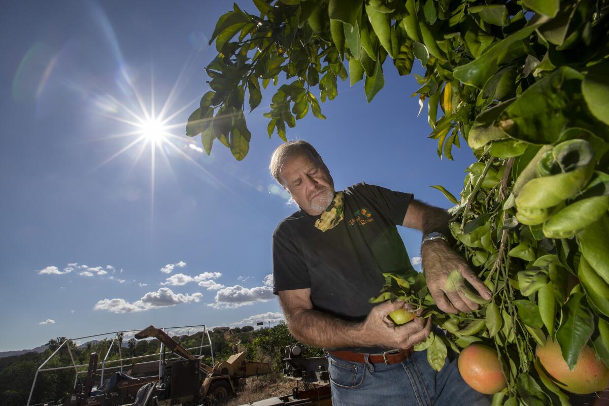 Vince Bernard inspects star ruby grapefruit at Bernard Ranch in Riverside.