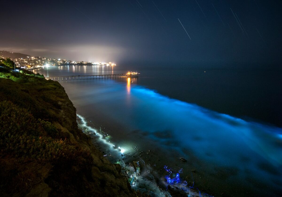A plankton bloom produce bioluminescent light in La Jolla in spring 2020.