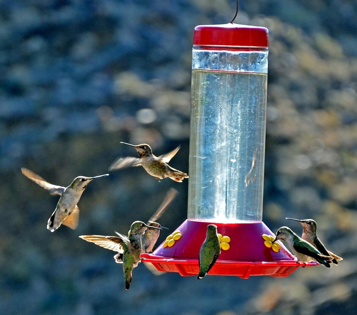 Hummingbirds congregate at a bird feeder.