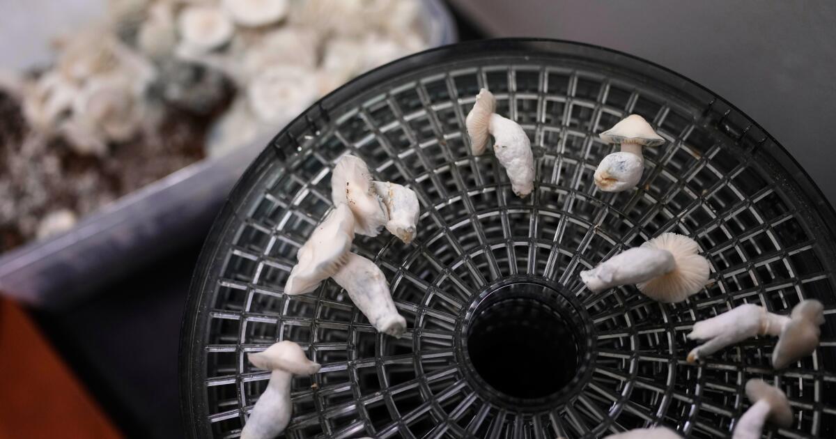 Psilocybin - the drug in 'magic mushrooms' - could see federal restrictions loosened