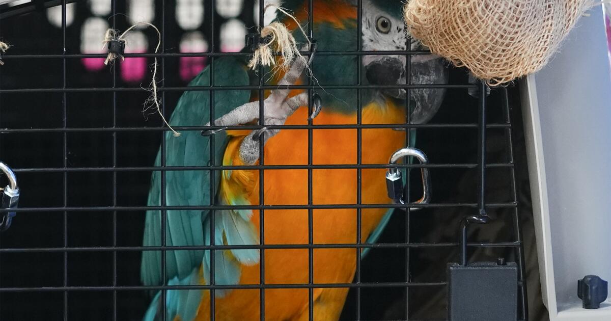 From Canada to Bolivia: eight blue-throated macaws are repatriated to their habitat
