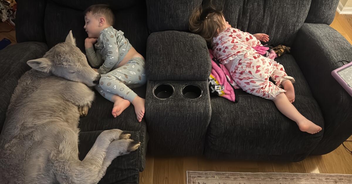 Newborn calf struggling in deep freeze brought indoors to curl up on couch