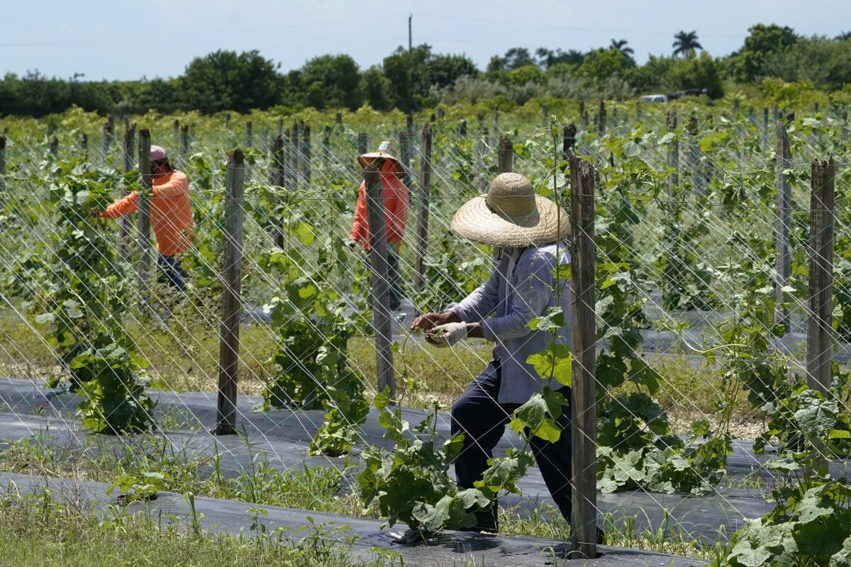 Trabajadores agrícolas ajustan el enrejado para el cultivo de melón amargo, 