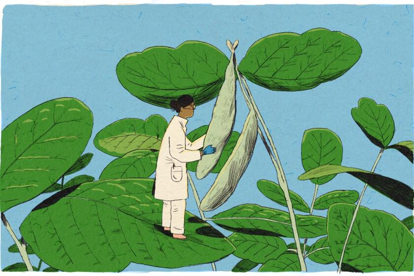 Illustration of a scientist inspecting a soybean plant at an exaggerated scale.