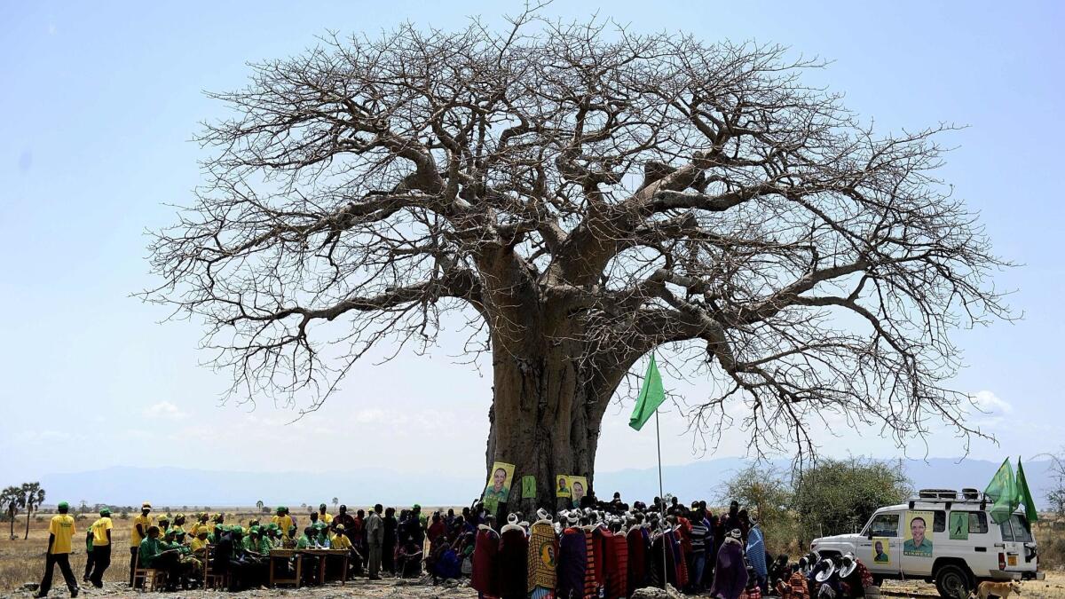 Maasai people gather under a baobab tree in Tanzania during a political rally.
