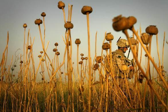 U.S. Marine Corps 1st Lt. Shaun Miller makes his way through an opium poppy field in the southern province of Helmand in southern Afghanistan. His work includes assessing war damage to farmers' property and arranging compensation.