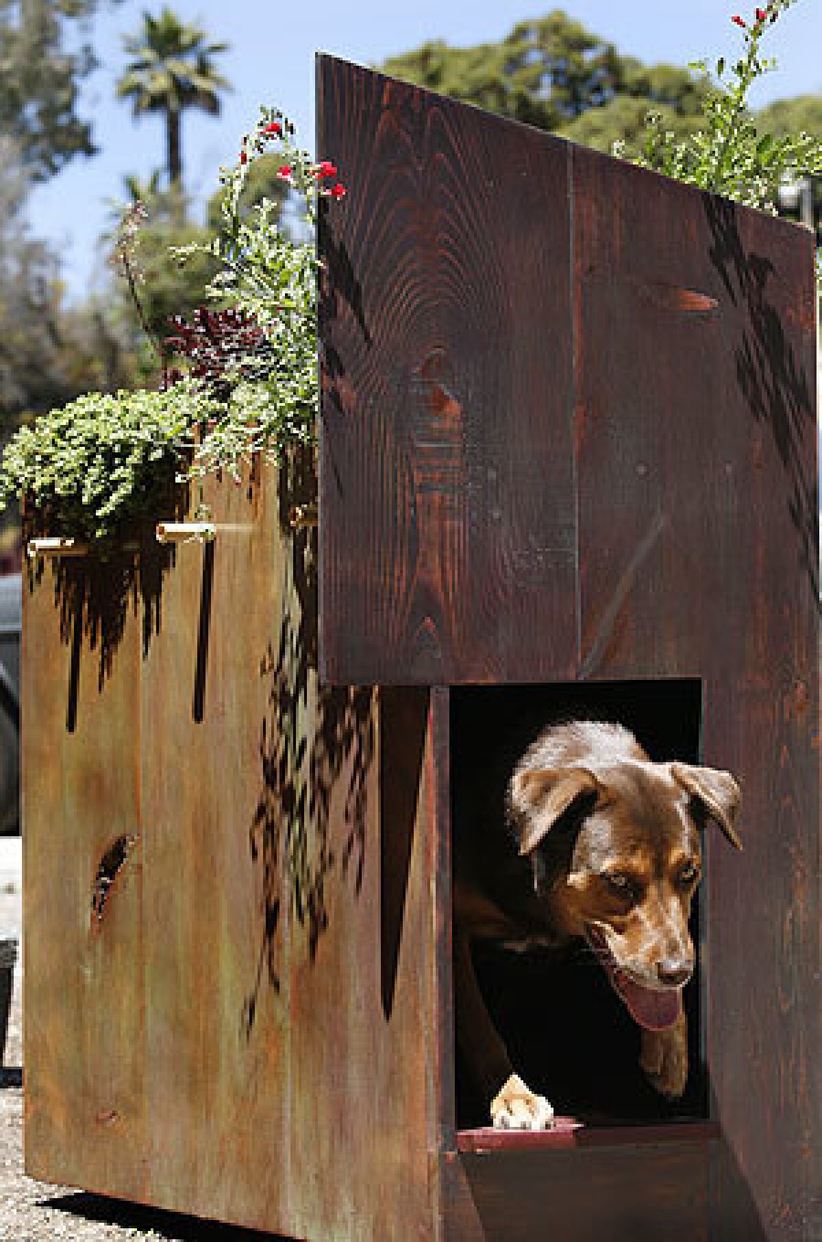Stephanie Rubin says she would love a green roof on her house, but instead built a planted doghouse for Gretel.