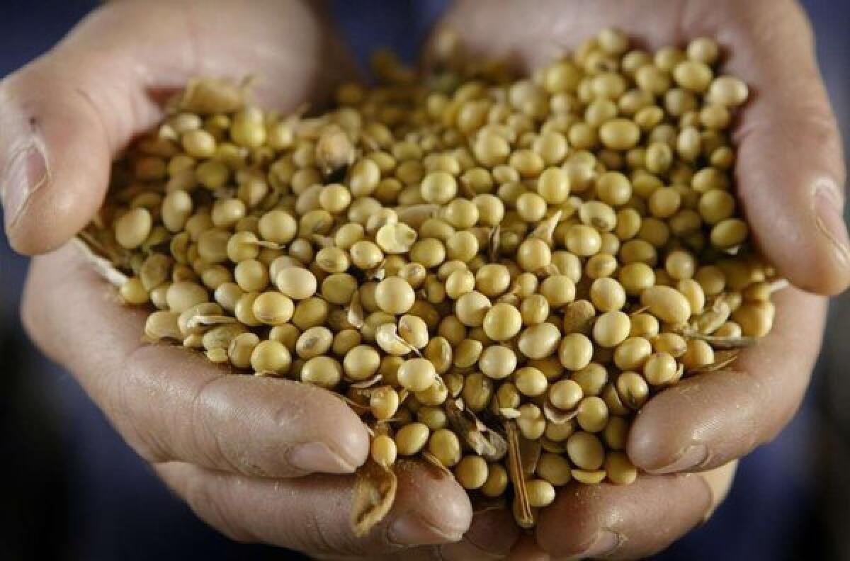 A handful of genetically modified soybeans. California's Prop. 37 calls for labeling food made with genetically engineered ingredients.
