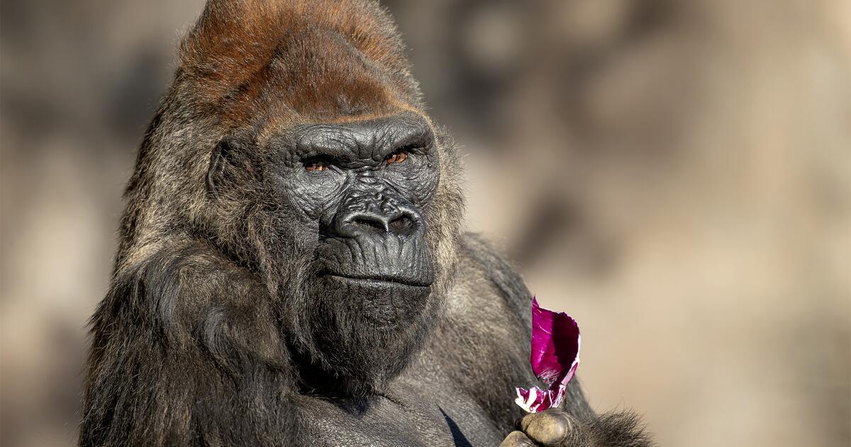 Beloved 52-year-old gorilla Winston euthanized at San Diego Zoo