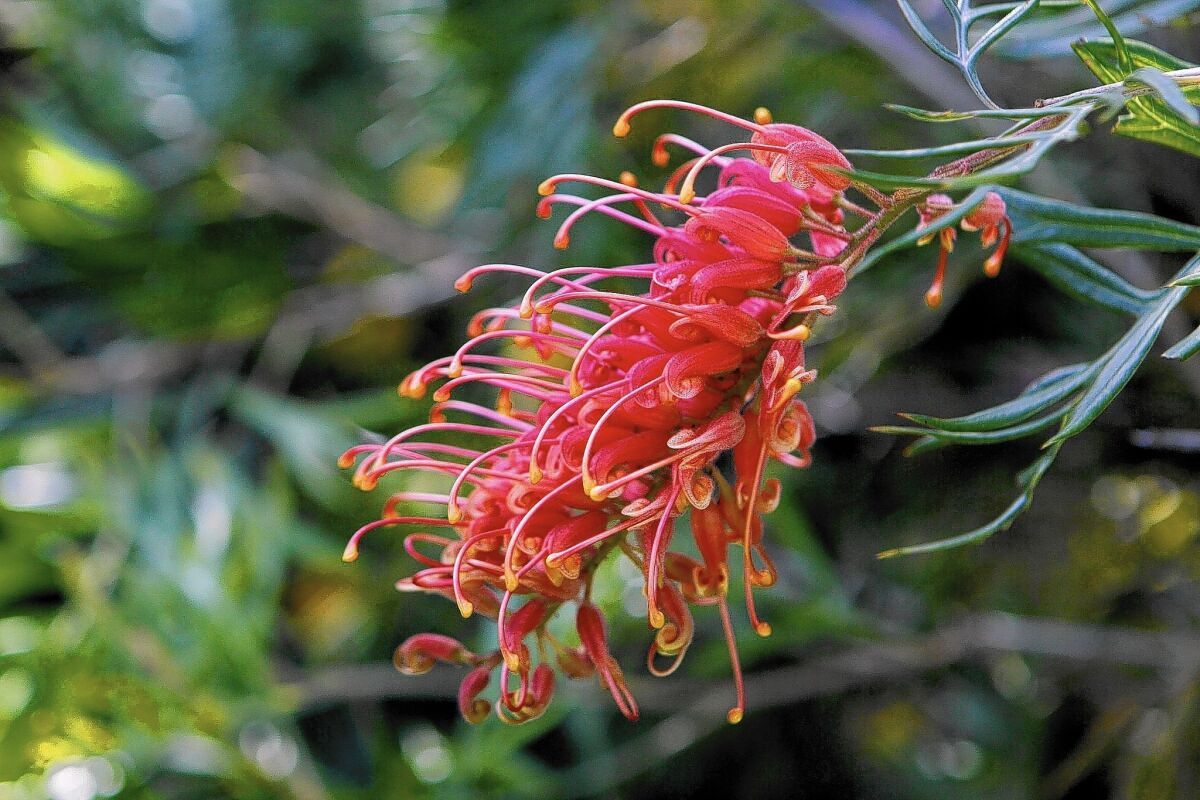 Jose Manzo, manager of Seaside Gardens Nursery in Carpinteria, recommends grevillea, an Australian protea relative in flowering shrub and tree forms, for the dry garden.