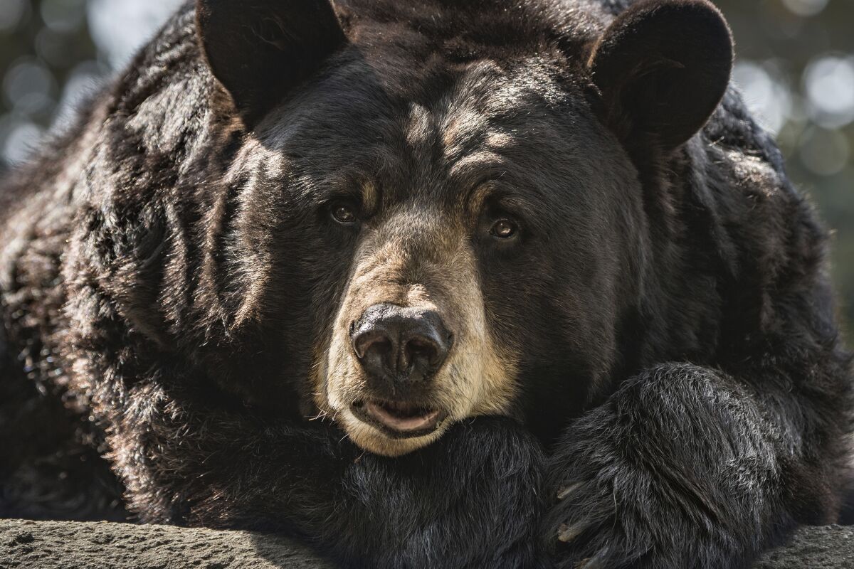 A black bear rests his head on his front paws