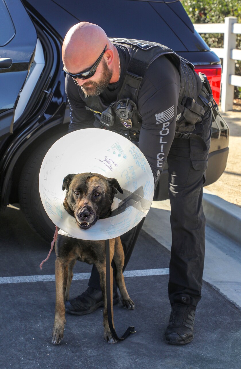 Escondido police Officer Chad Moore with his police dog Aros at Los Alamos Hills Sports Park. 