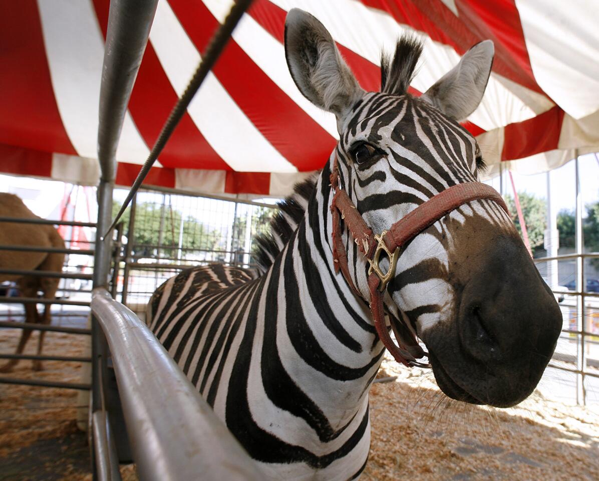 Photo Gallery: Circus comes to Glendale