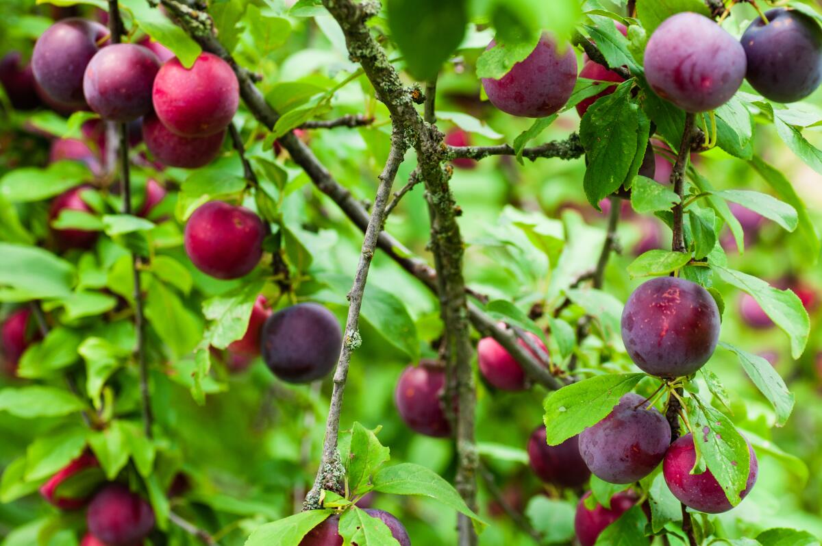 Now is the ideal time to buy stone fruit trees, such as plum trees.