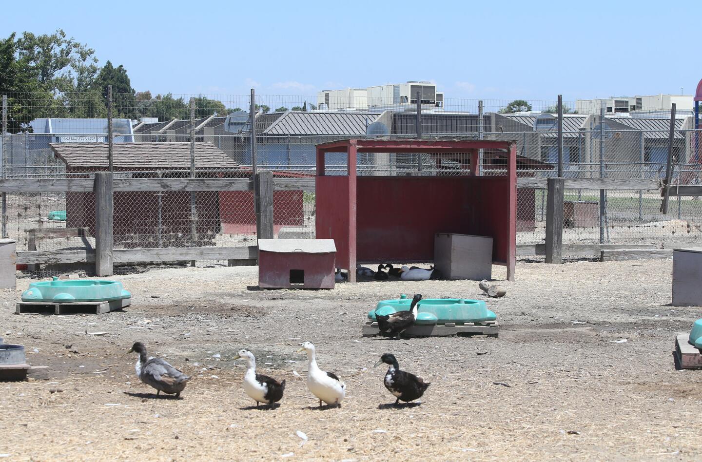 la-golden-view-elementary-school-farm-tour-201-009