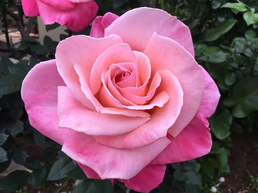 Hybrid tea ‘First Prize’ (left) has huge top exhibition-form pink blooms.