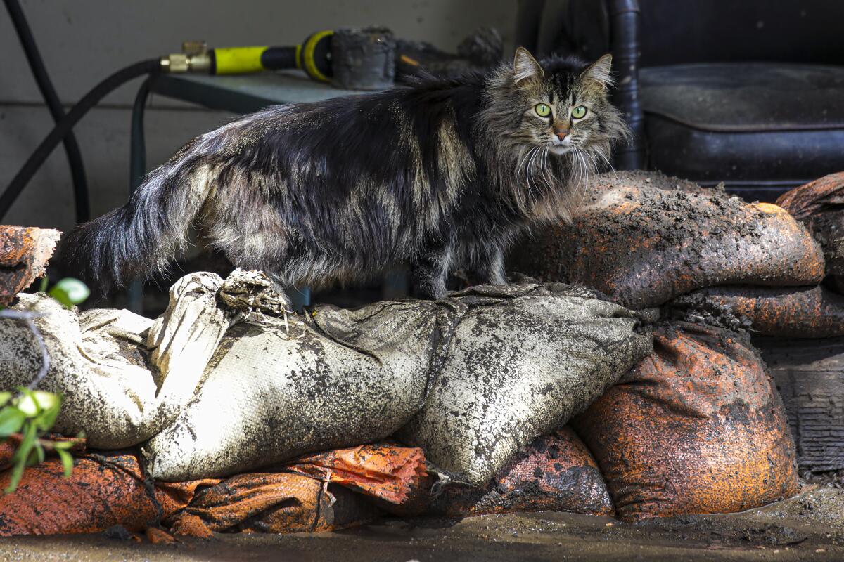 A cat walks along mud-soaked sandbags on Silverado Canyon following a mudslide on Wednesday.