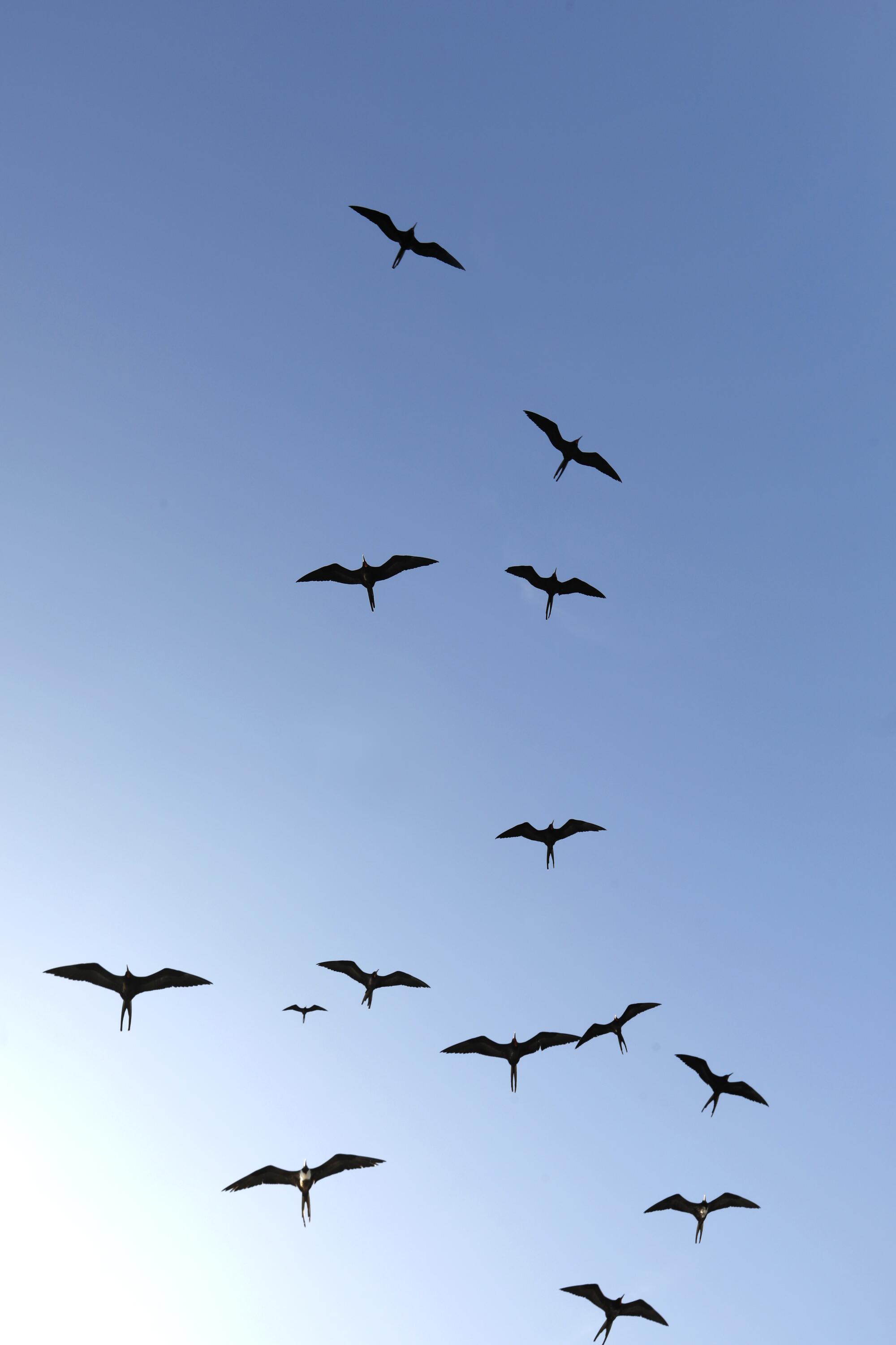 Frigate birds fly off the Galapagos Islands. 