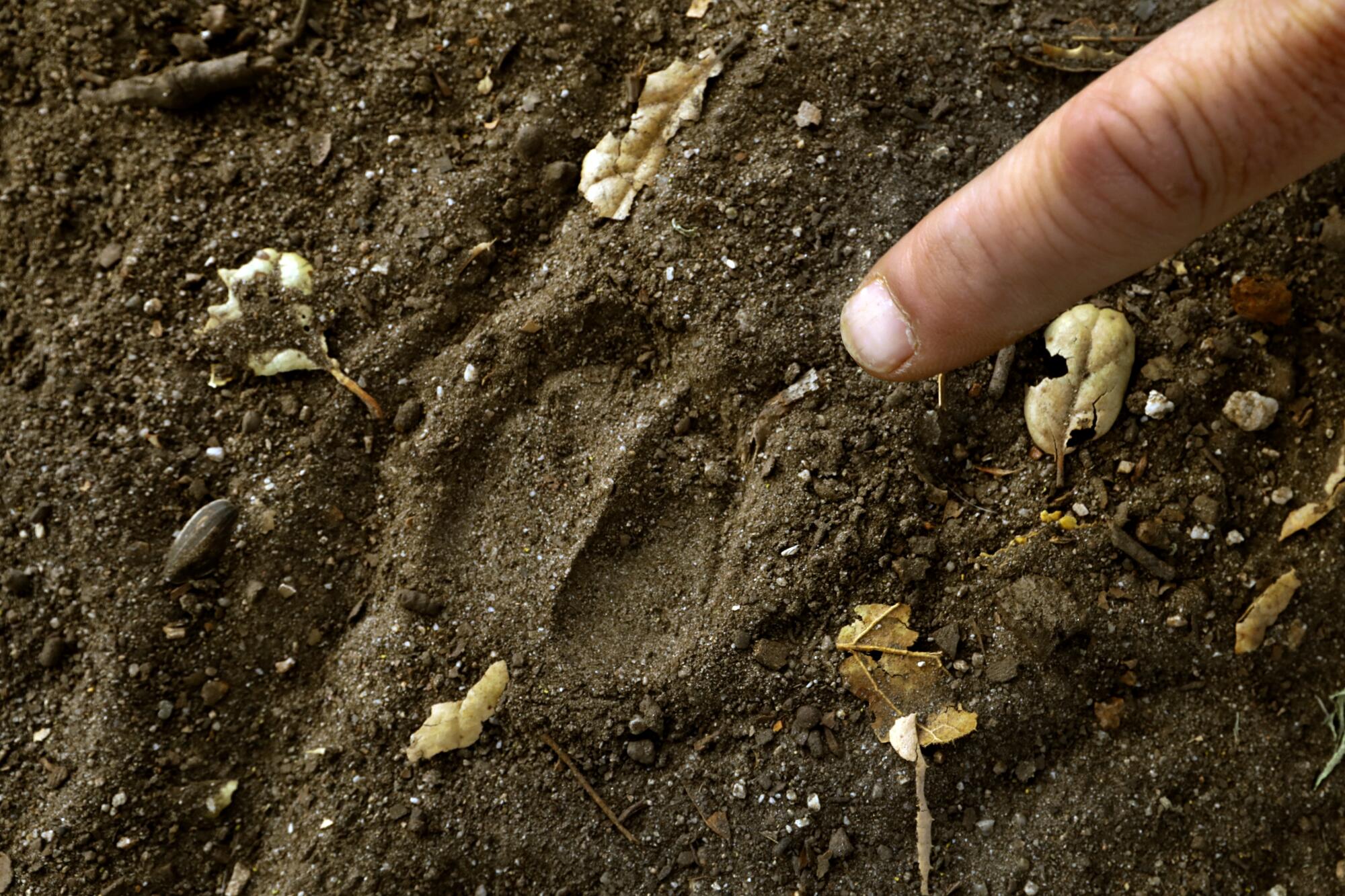 Wild pig tracks are visible in dirt