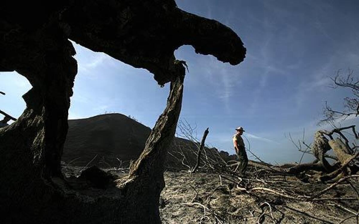 John Rowe, superintendent of Chino Hills State Park, gets a closer look at the devastation caused by a tidal wave of wind and fire that swept into the park Nov. 15. With flames shooting 80 feet into the sky, more than 95% of the 14,100-acre park was quickly obliterated. More photos >>>