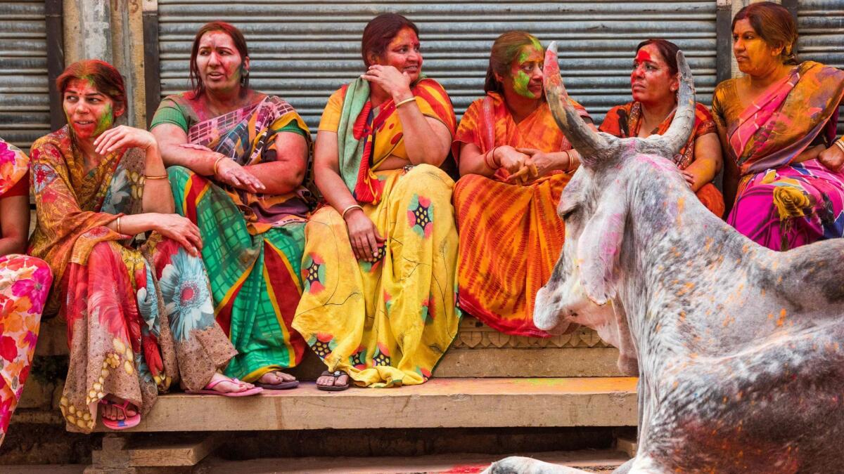 A group of Indian women, coloured after playing Holi, look at a cow during the Holi Festival in Jaisalmer.