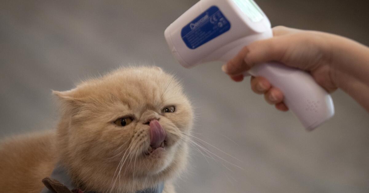 More Los Angeles cats appear to be infected with H5N1 bird flu More Los Angeles cats appear to be infected with H5N1 bird flu