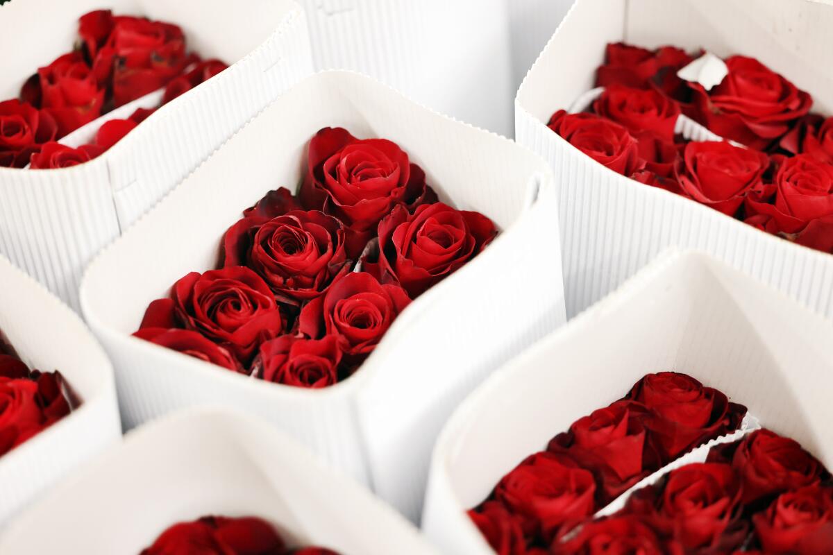 Red roses in white containers  