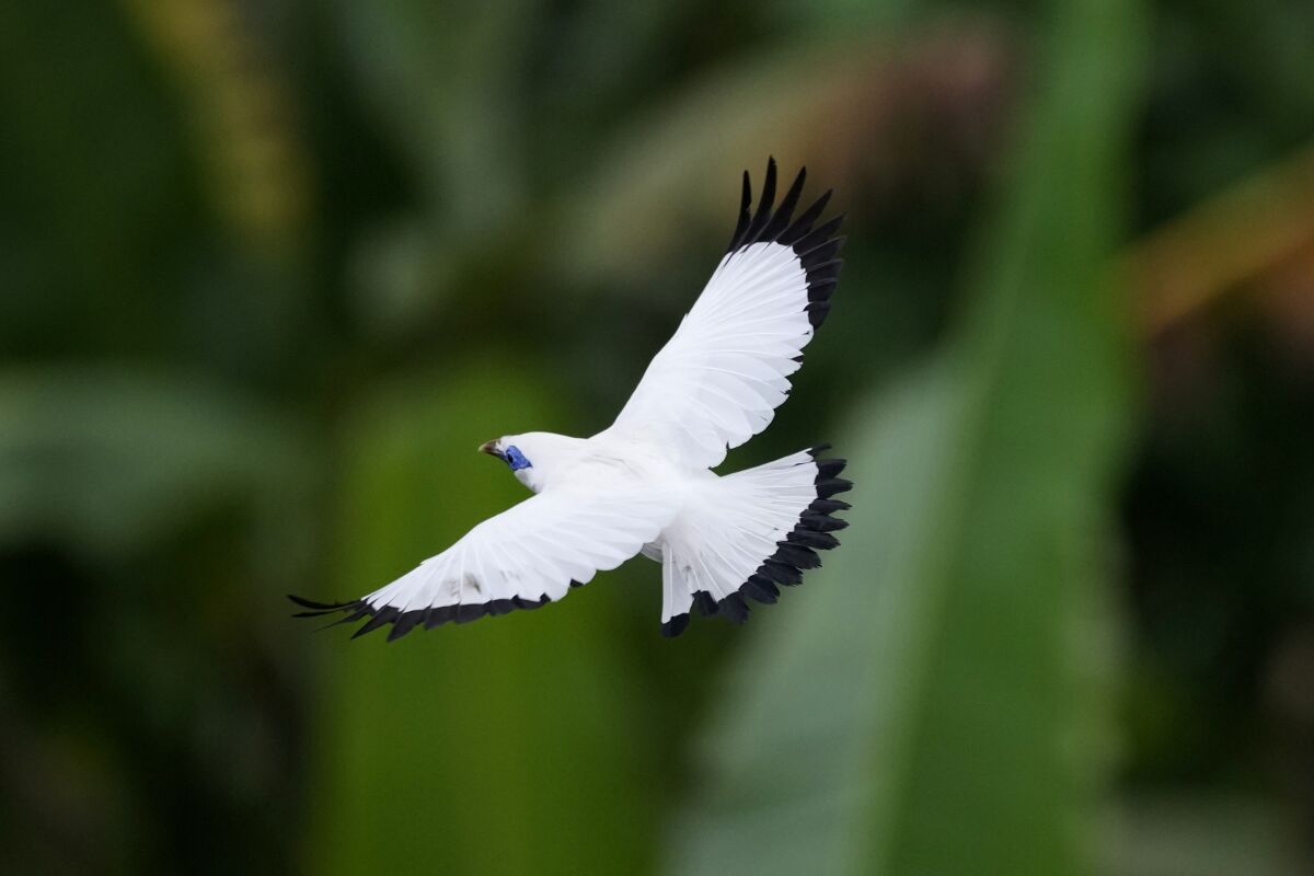 A Bali mynah flies over the trees in Tabanan, Bali, Indonesia on April 17, 2022. Conservationists are working to bring the critically endangered bird back from the brink of extinction with help from unlikely allies: bird breeders and tradesmen in Indonesia. Licensed breeders are given mynahs by the government and are allowed to keep 90% of the offspring for private sale. The remaining birds are rehabilitated and released at West Bali National Park, where they can be monitored by park authorities. (AP Photo/Tatan Syuflana)