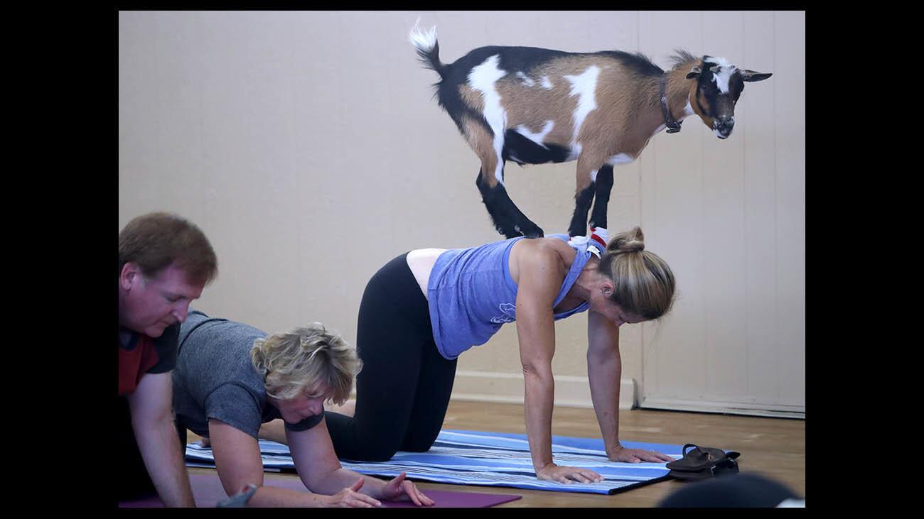 Photo Gallery: Goat yoga at Community Center of La Canada Flintridge