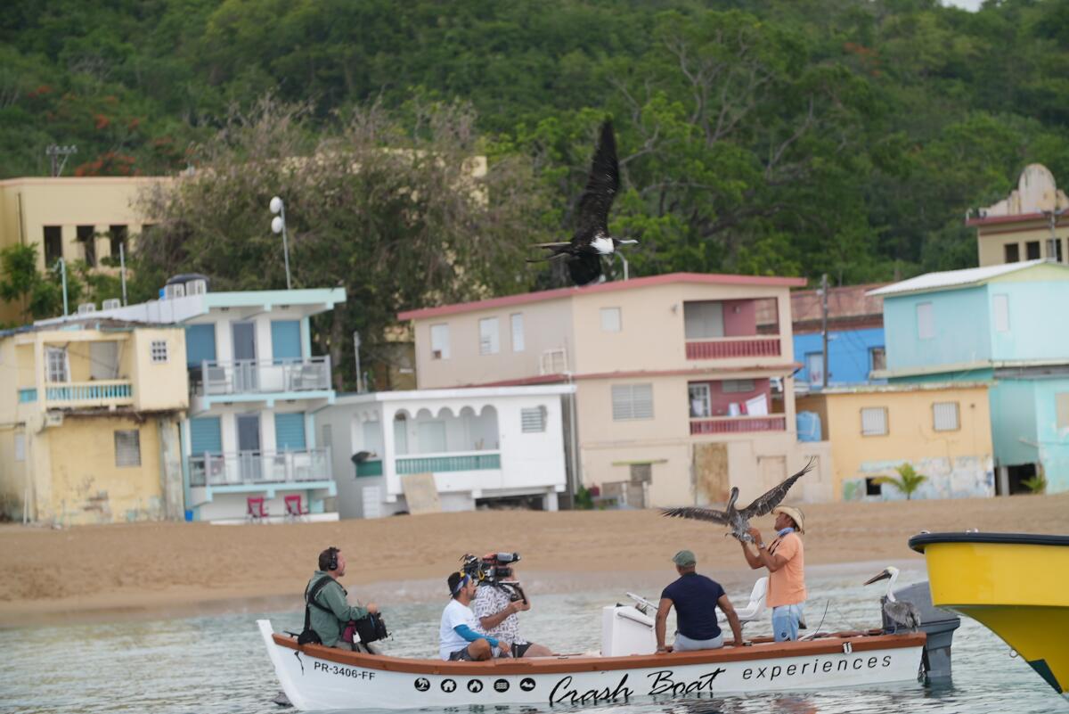 Christian Cooper takes to the sea to meet "Captain Pelican"  on the west side of Puerto Rico. 